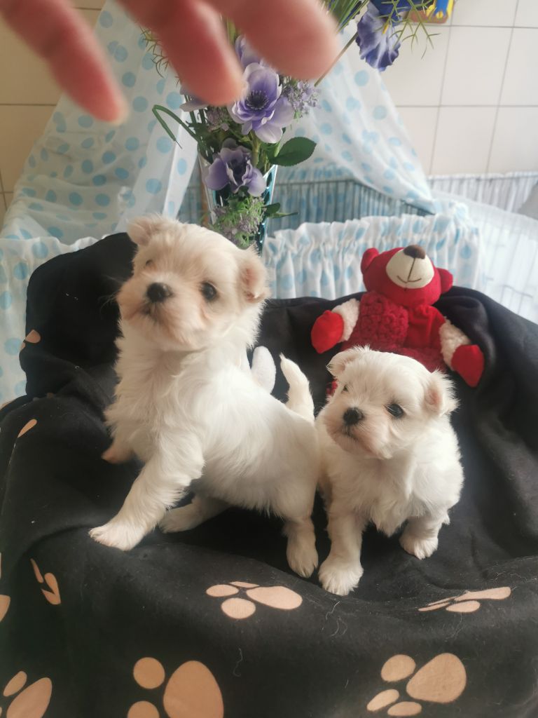 chiot Bichon maltais du domaine de l'Aristochien