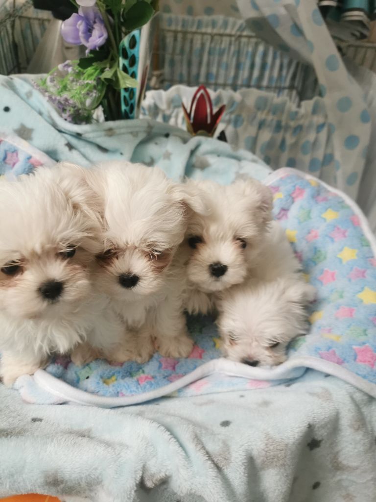 chiot Bichon maltais du domaine de l'Aristochien