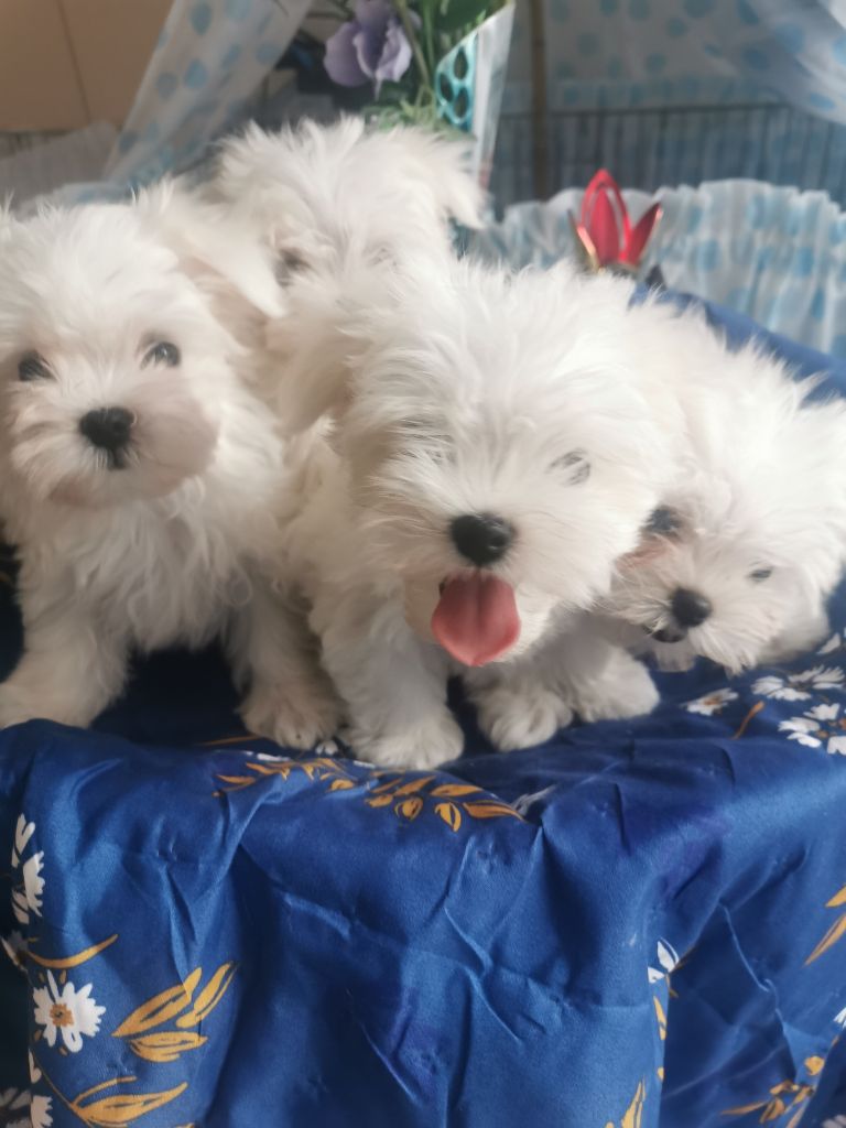 chiot Bichon maltais du domaine de l'Aristochien