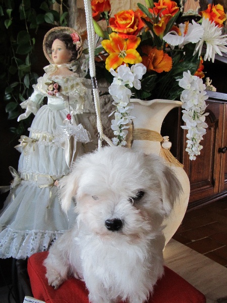 élise du domaine de l'Aristochien