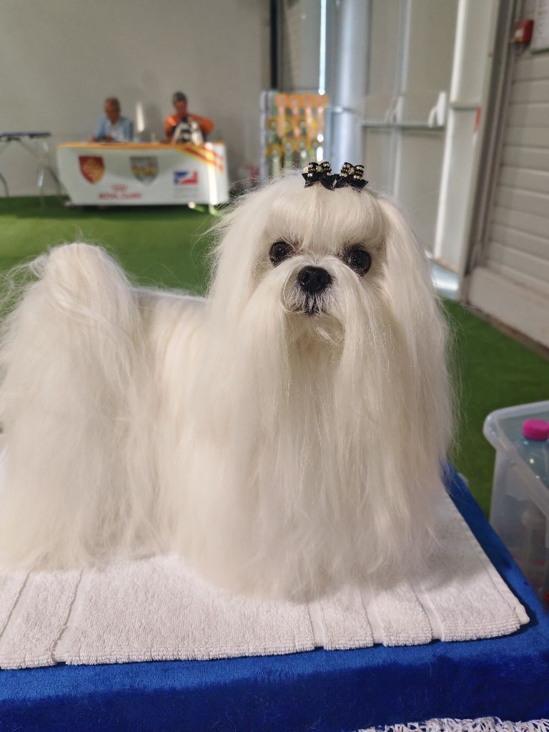 Un-pti-lord du domaine de l'Aristochien