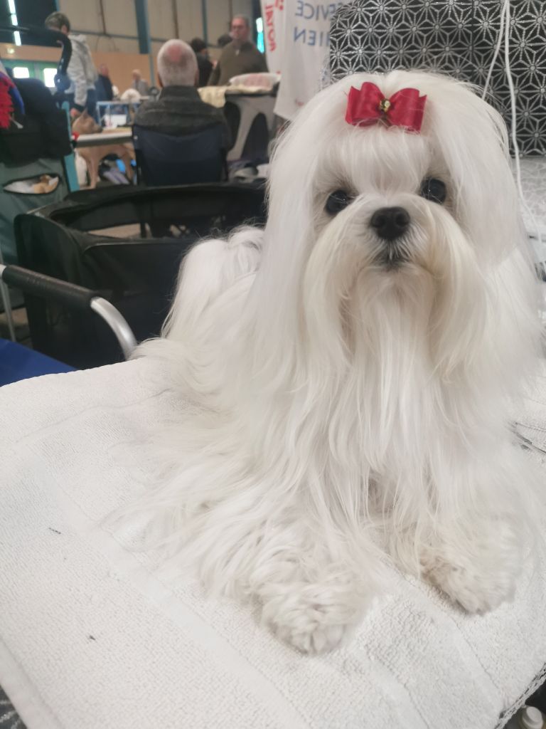 Topaze du domaine de l'Aristochien