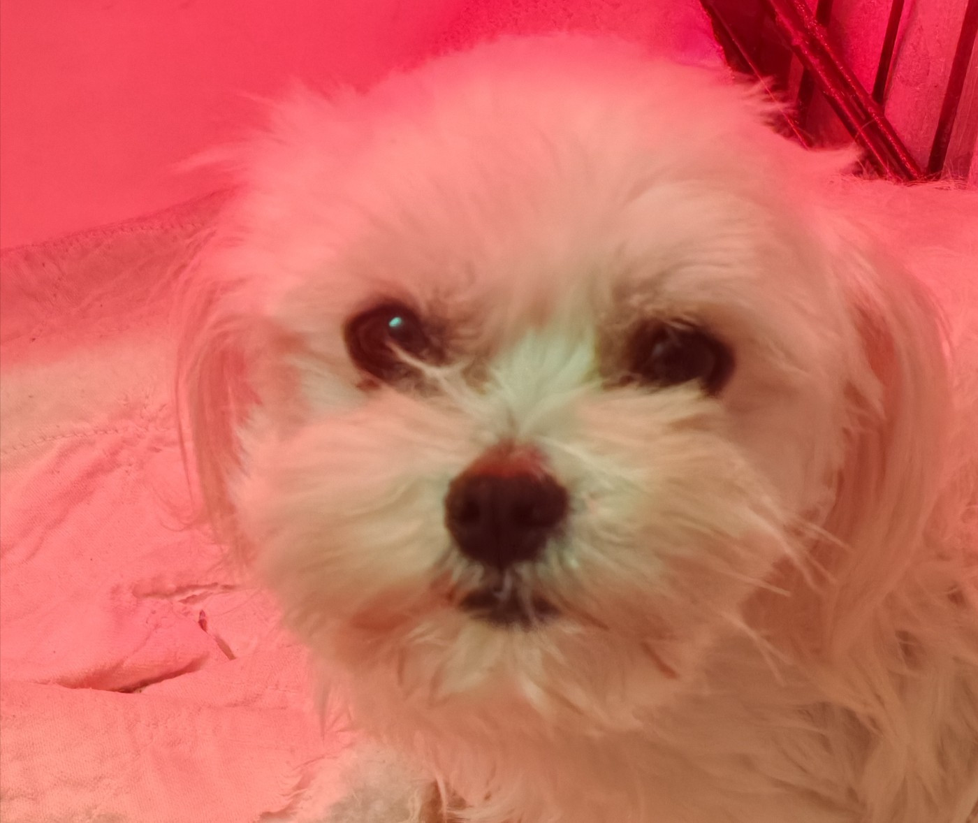 ULTIME-IDYLE du domaine de l'Aristochien