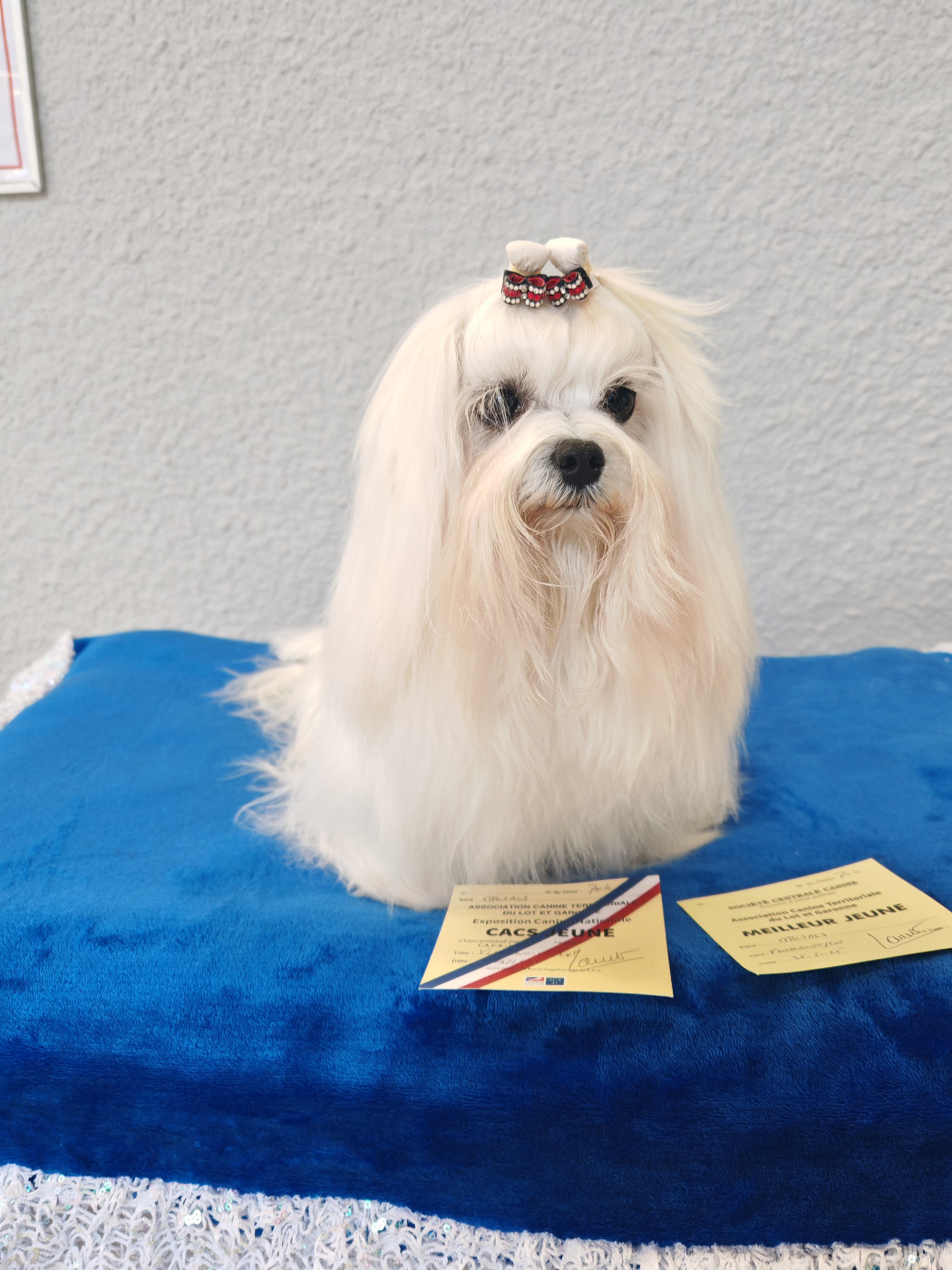 VISION-D'ELEGANCE du domaine de l'Aristochien