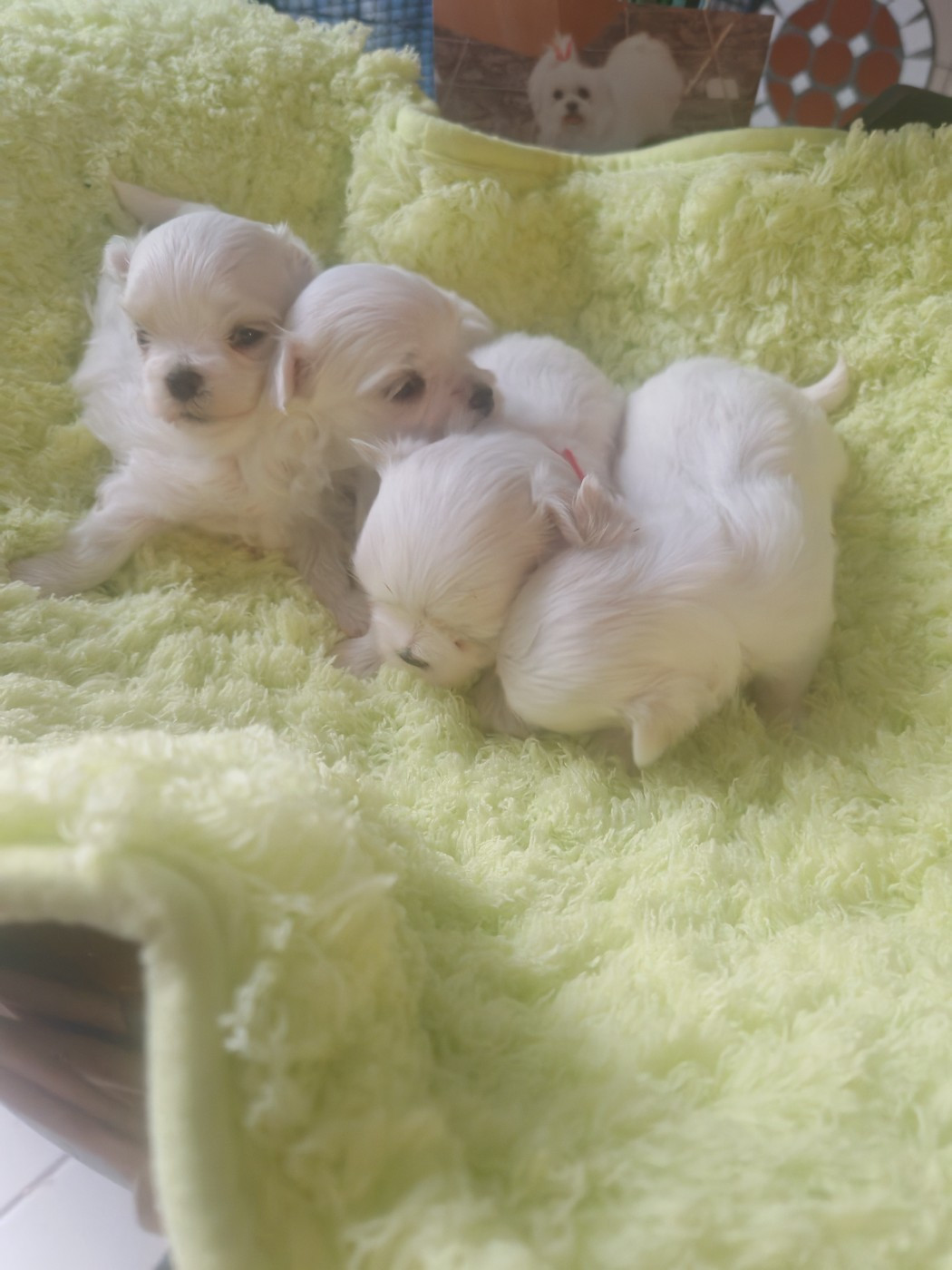 Chiots disponibles