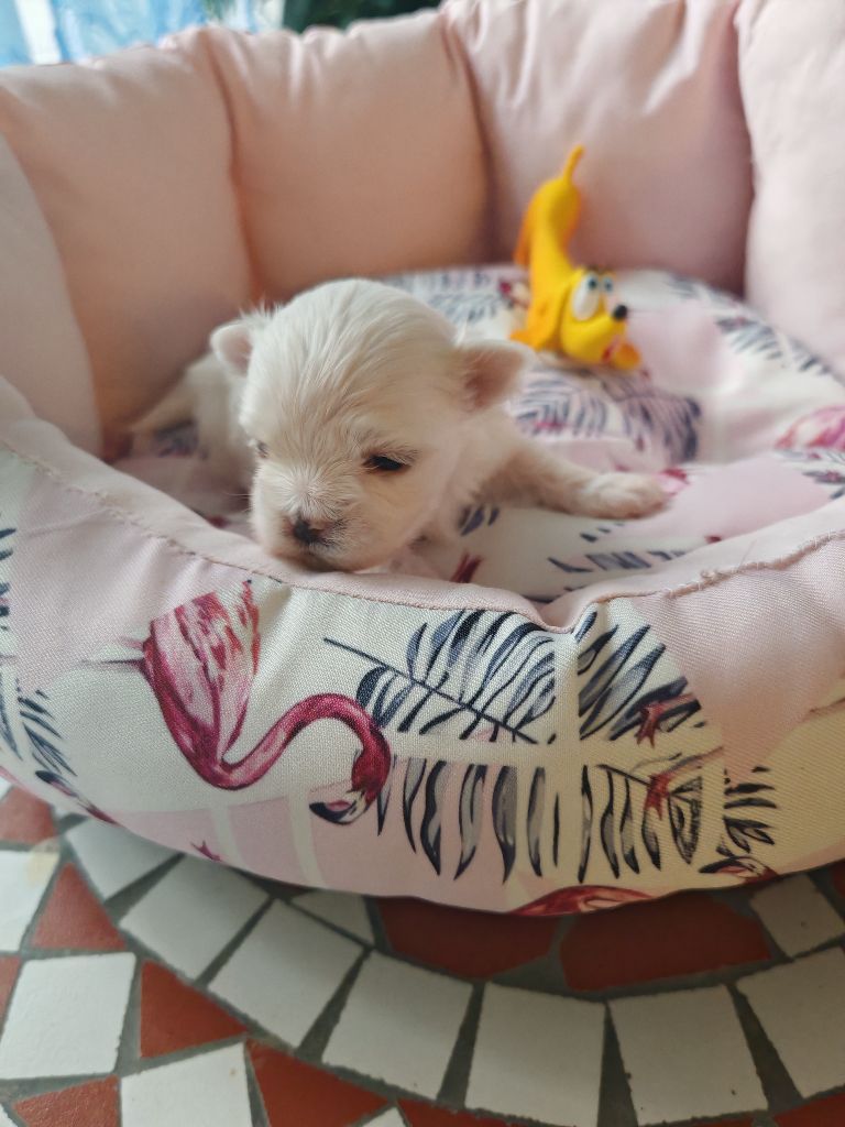 du domaine de l'Aristochien - Chiots disponibles - Bichon maltais