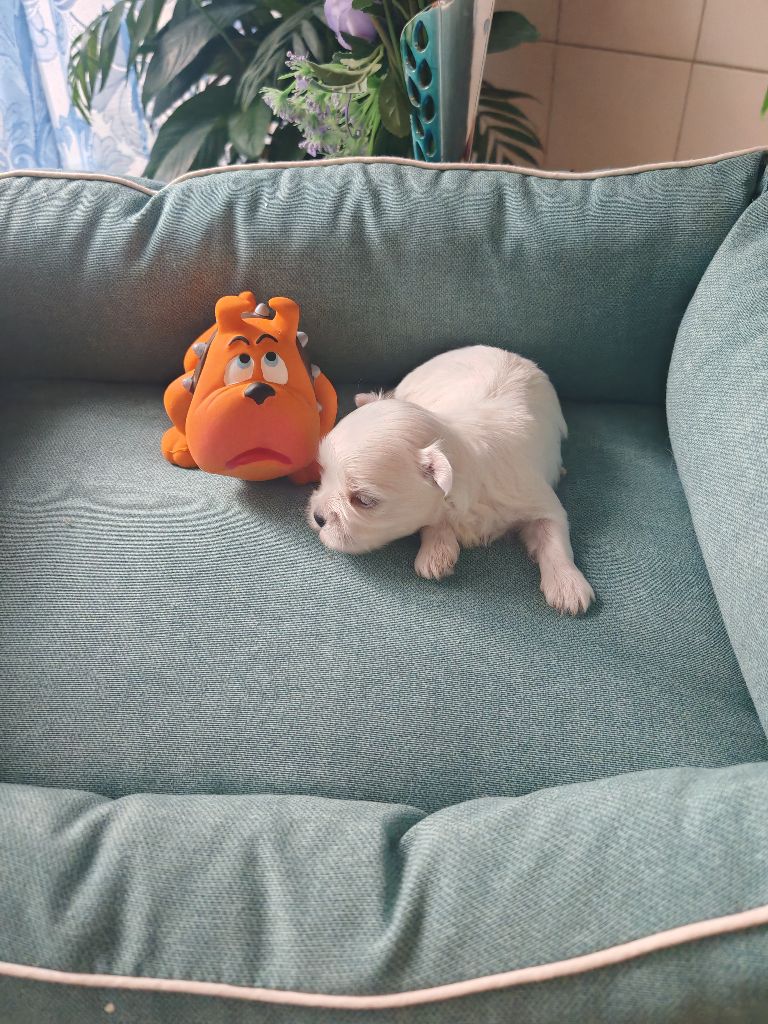 du domaine de l'Aristochien - Chiots disponibles - Bichon maltais