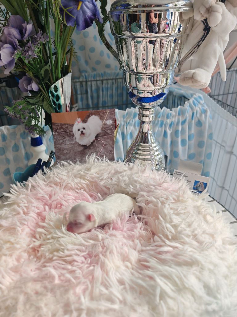 du domaine de l'Aristochien - Chiots disponibles - Bichon maltais
