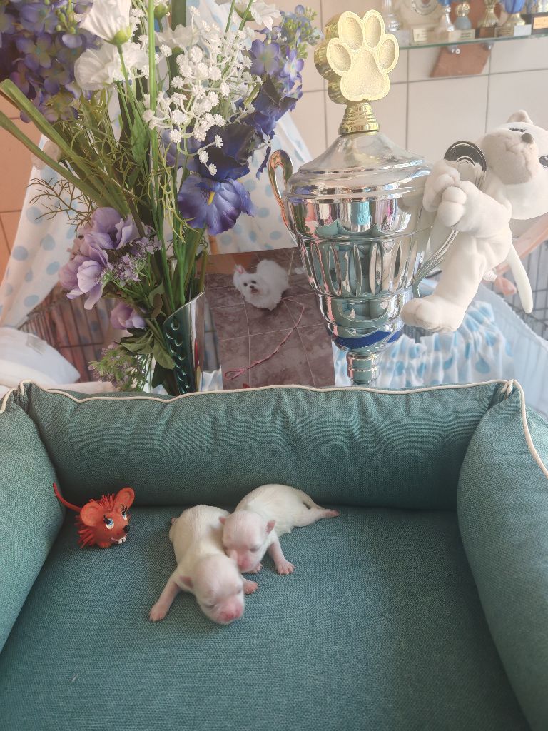 du domaine de l'Aristochien - Chiots disponibles - Bichon maltais