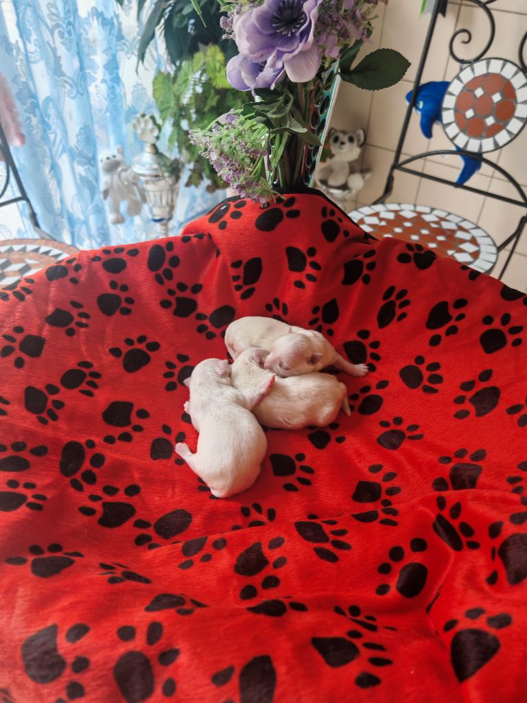du domaine de l'Aristochien - Chiots disponibles - Bichon maltais