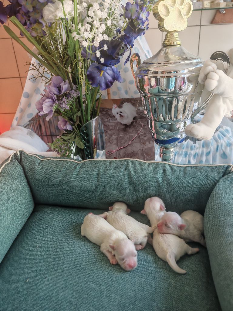 Chiot Bichon maltais du domaine de l'Aristochien