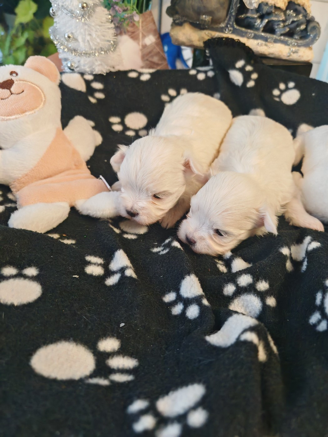 Chiot Bichon maltais du domaine de l'Aristochien