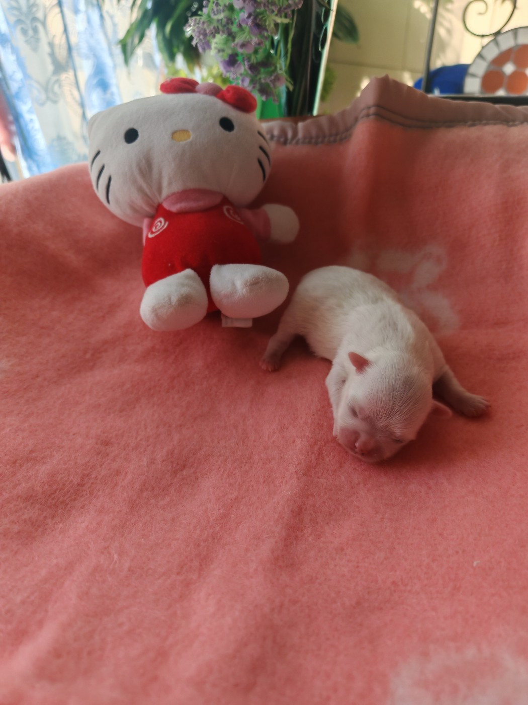 du domaine de l'Aristochien - Chiots disponibles - Bichon maltais