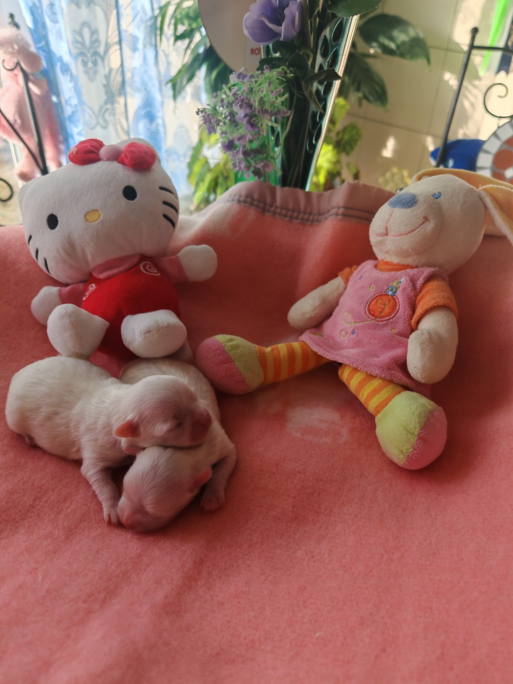 Chiot Bichon maltais du domaine de l'Aristochien