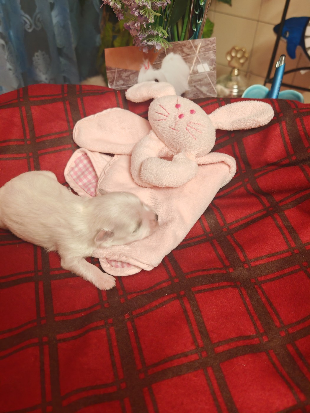 du domaine de l'Aristochien - Chiots disponibles - Bichon maltais