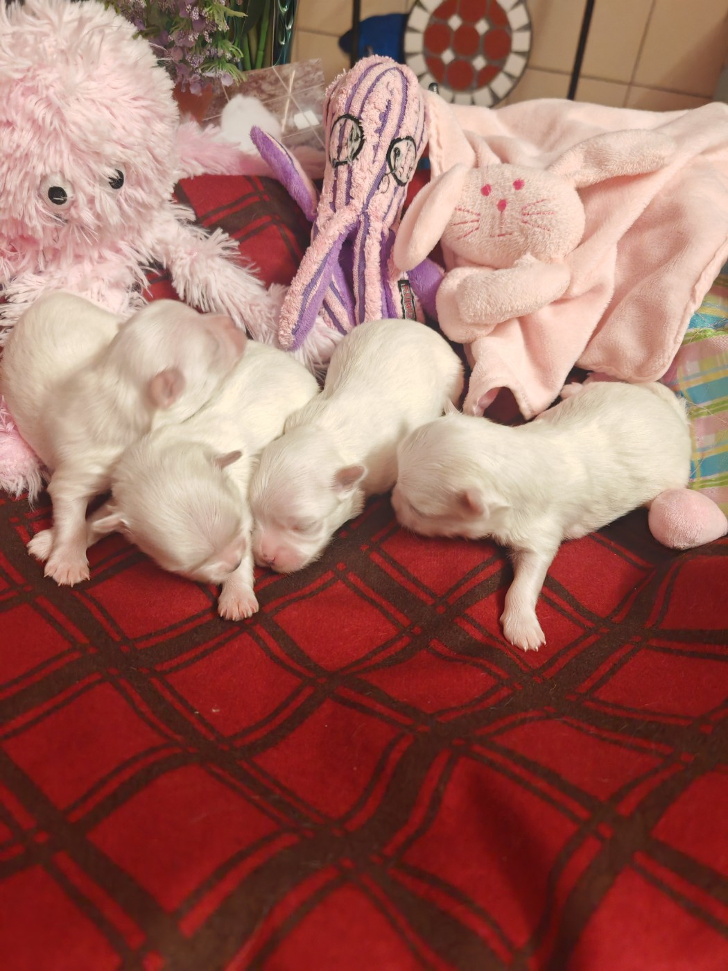 Chiot Bichon maltais du domaine de l'Aristochien