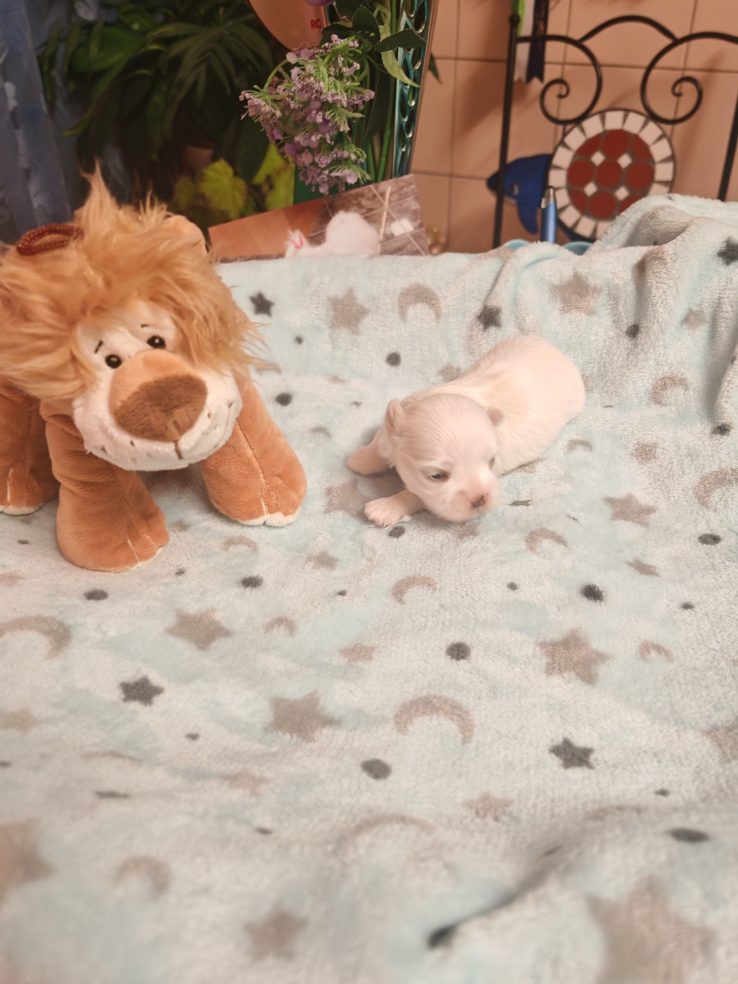 du domaine de l'Aristochien - Chiots disponibles - Bichon maltais