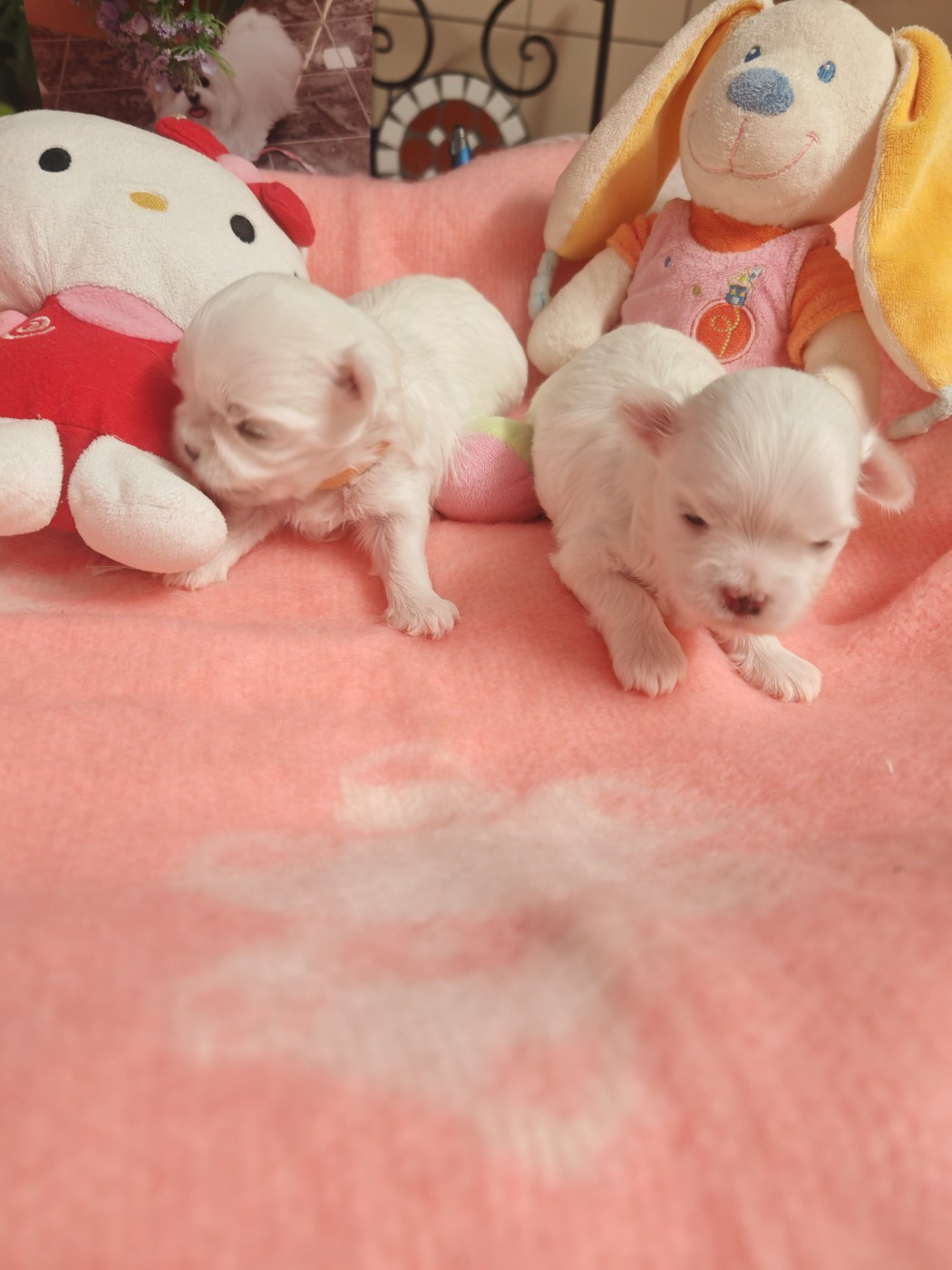 du domaine de l'Aristochien - Bichon maltais - Portée née le 09/01/2026