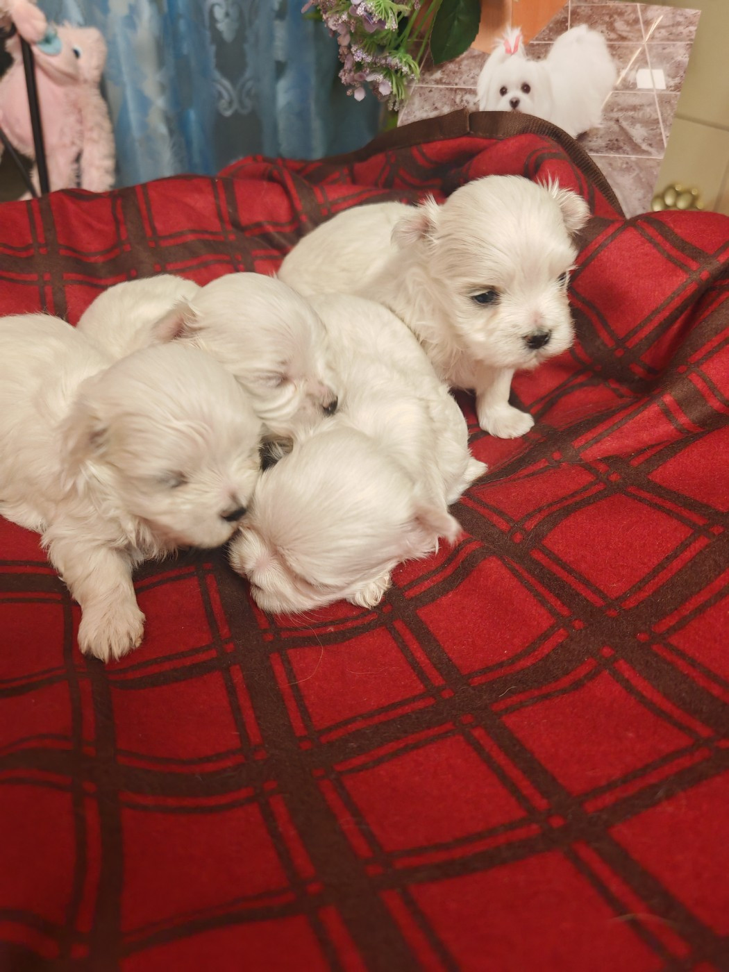 du domaine de l'Aristochien - Bichon maltais - Portée née le 18/01/2026