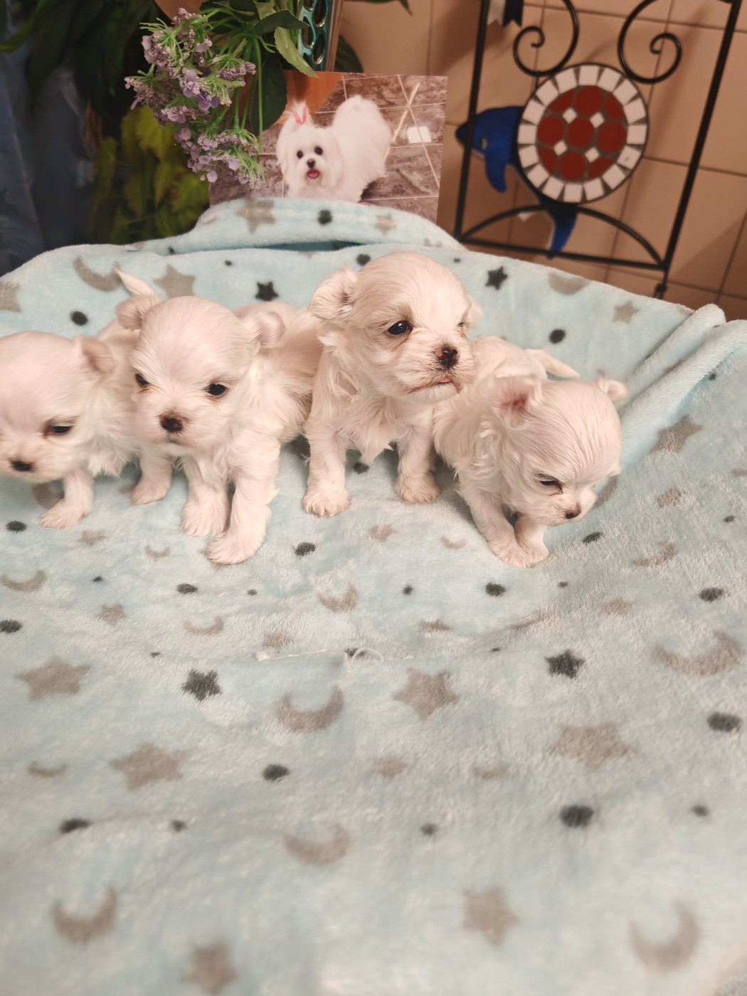 du domaine de l'Aristochien - Bichon maltais - Portée née le 11/01/2026