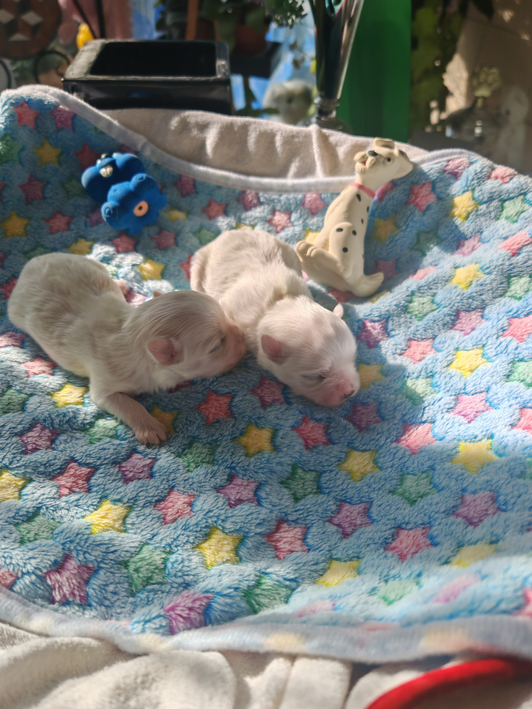 Chiot Bichon maltais du domaine de l'Aristochien