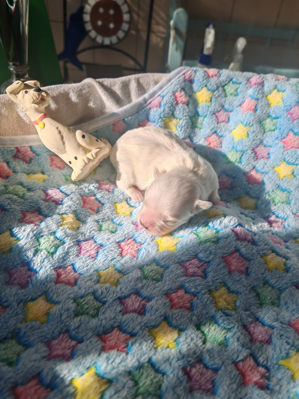 du domaine de l'Aristochien - Chiots disponibles - Bichon maltais