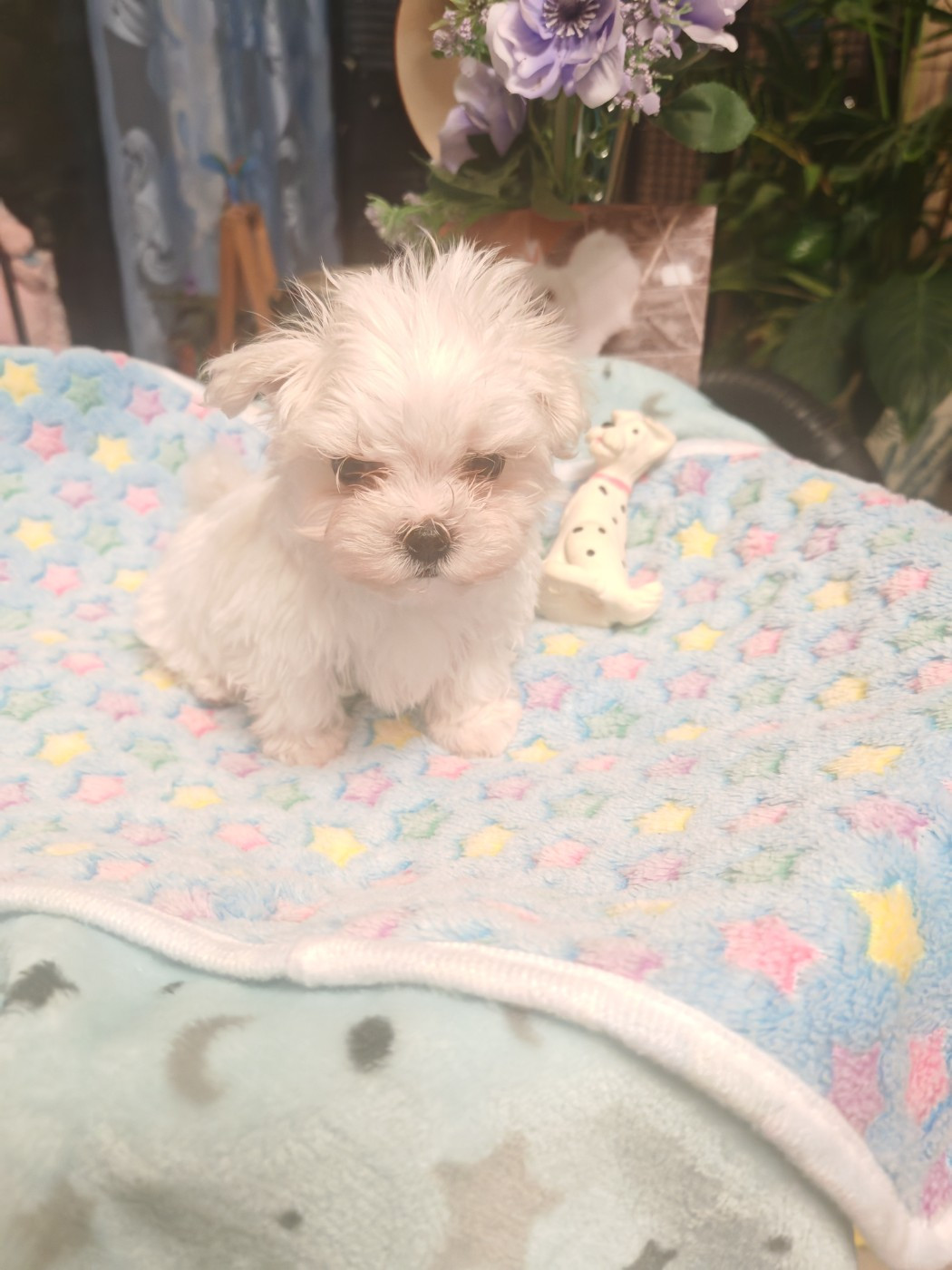 du domaine de l'Aristochien - Chiots disponibles - Bichon maltais