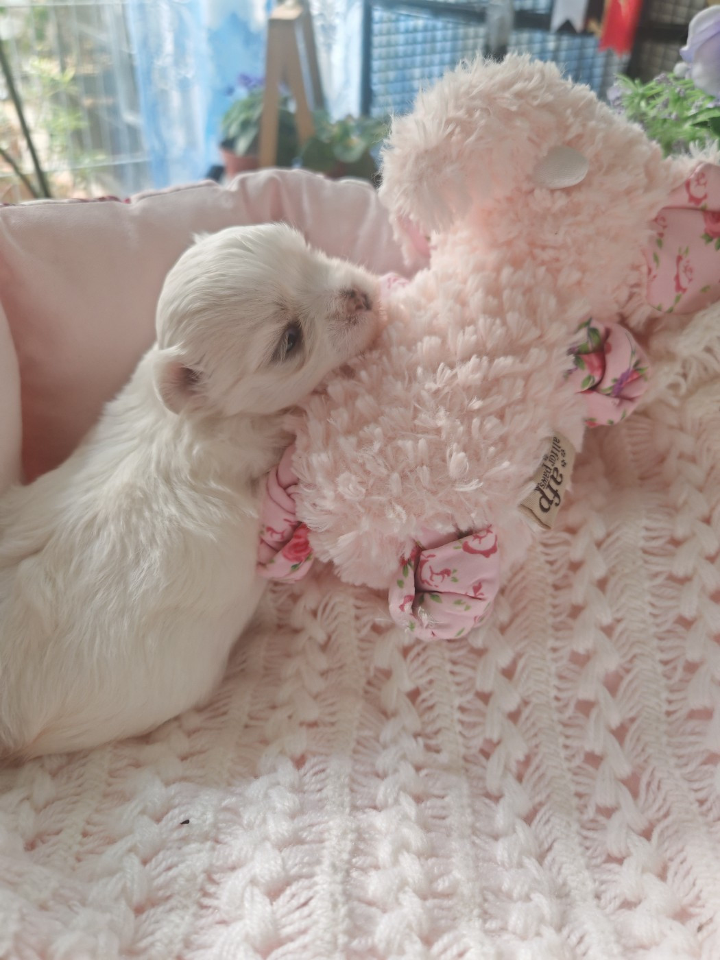 du domaine de l'Aristochien - Chiots disponibles - Bichon maltais
