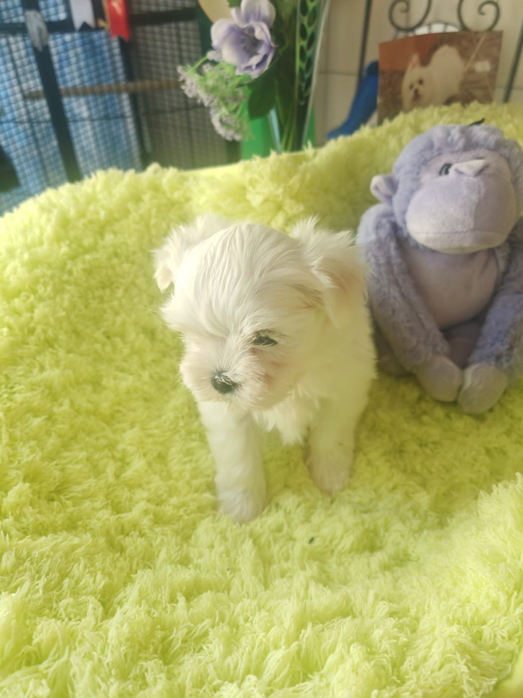 du domaine de l'Aristochien - Chiots disponibles - Bichon maltais