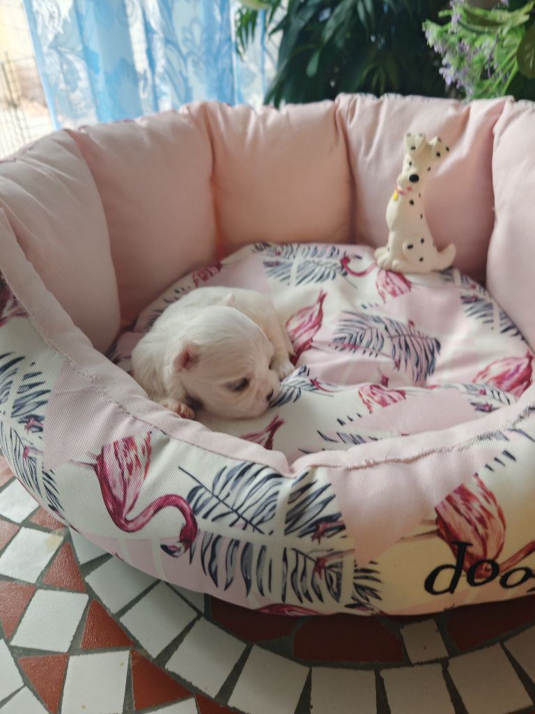 du domaine de l'Aristochien - Chiots disponibles - Bichon maltais