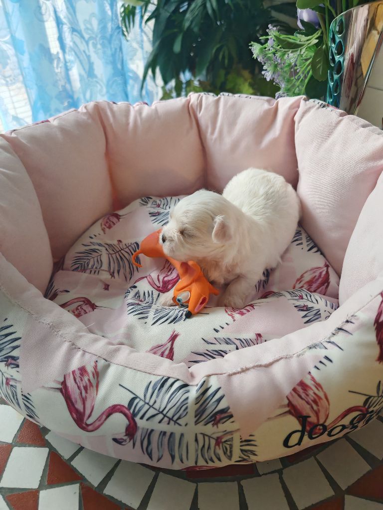 du domaine de l'Aristochien - Chiots disponibles - Bichon maltais