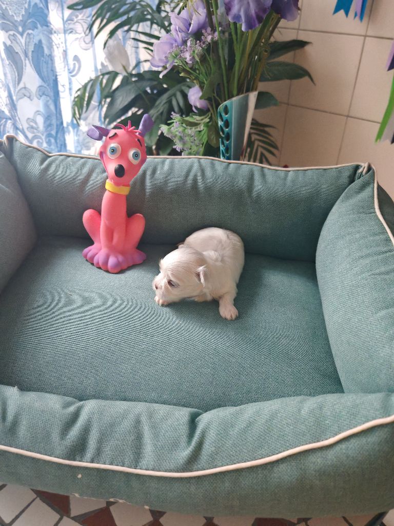 du domaine de l'Aristochien - Chiots disponibles - Bichon maltais
