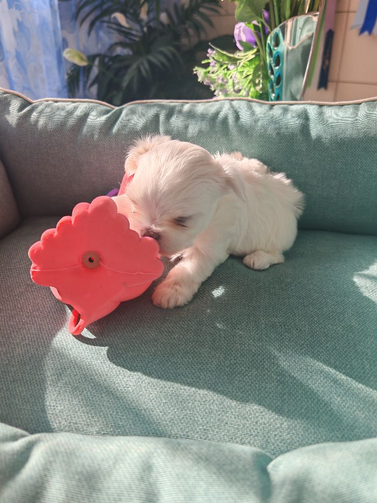 du domaine de l'Aristochien - Chiots disponibles - Bichon maltais