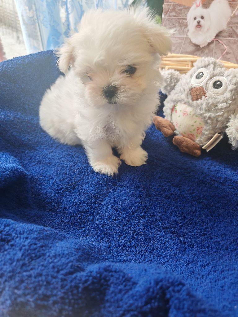 du domaine de l'Aristochien - Chiots disponibles - Bichon maltais
