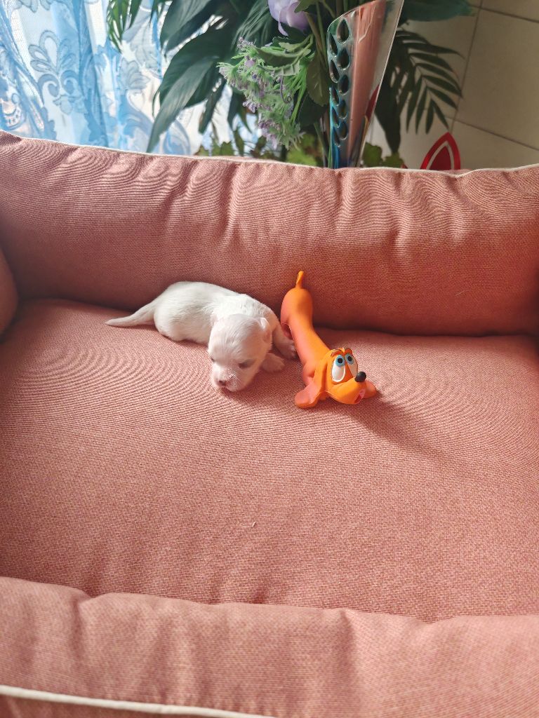 du domaine de l'Aristochien - Chiots disponibles - Bichon maltais