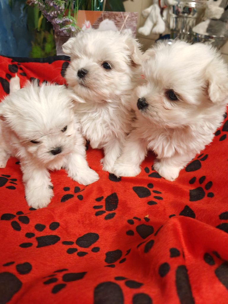 Chiot Bichon maltais du domaine de l'Aristochien