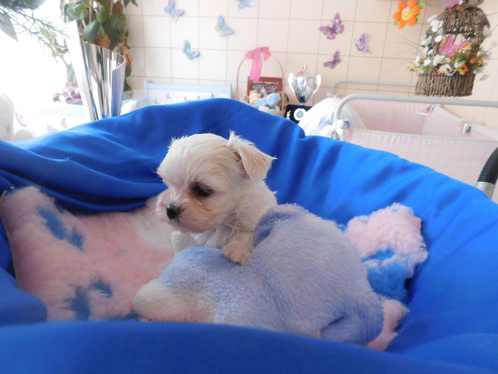 NANOUK du domaine de l'aristochien