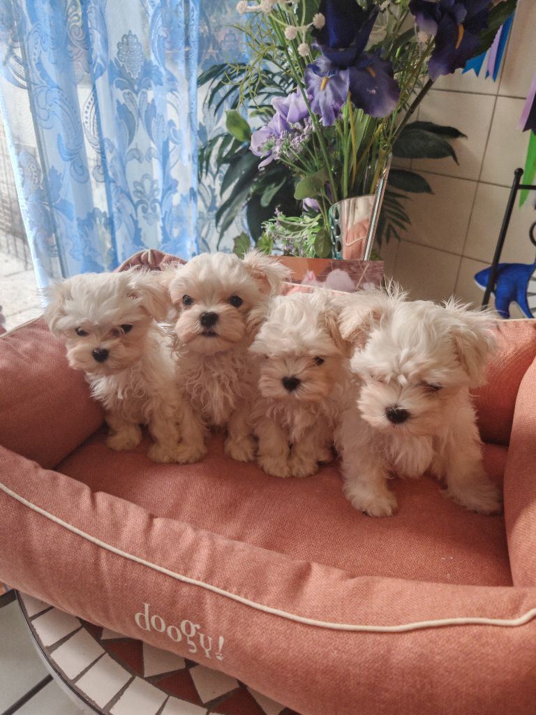 Chiot Bichon maltais du domaine de l'Aristochien