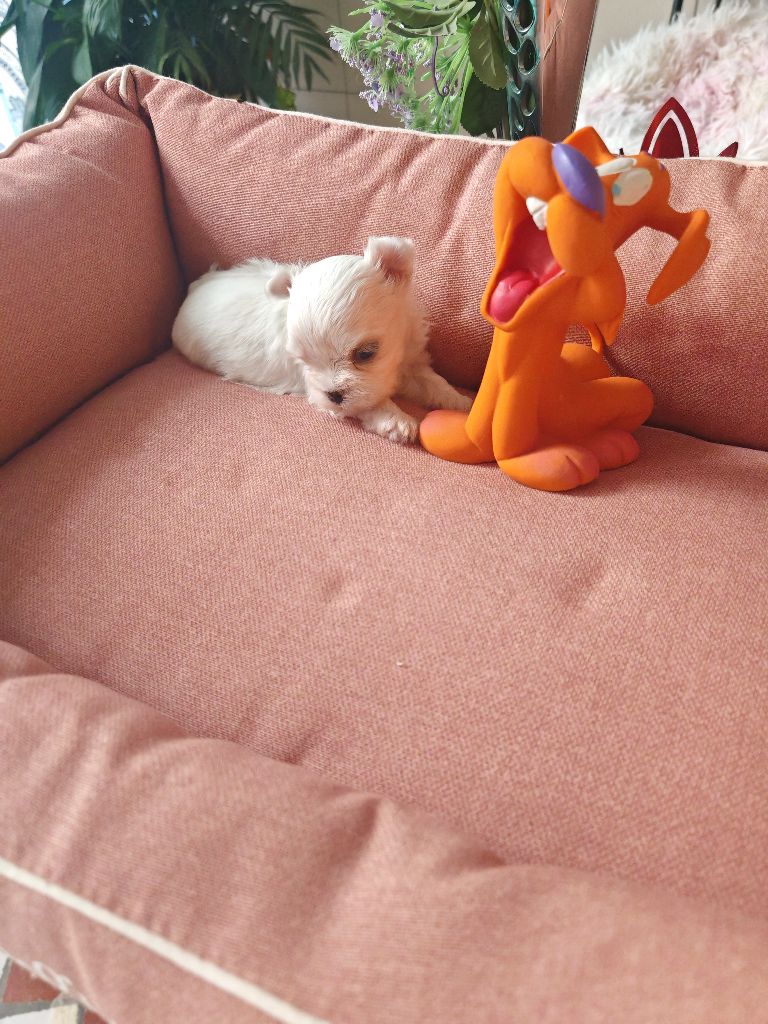 du domaine de l'Aristochien - Chiots disponibles - Bichon maltais