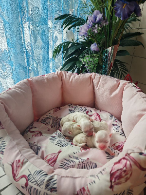 CHIOT 1