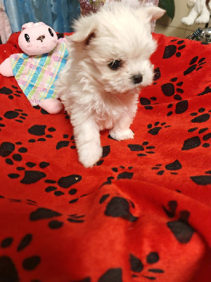 ALY-CANDY du domaine de l'aristochien 