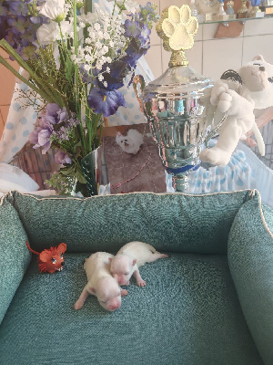 CHIOT 4