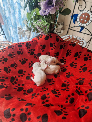 CHIOT 3