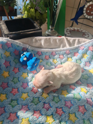 Chiot N°1