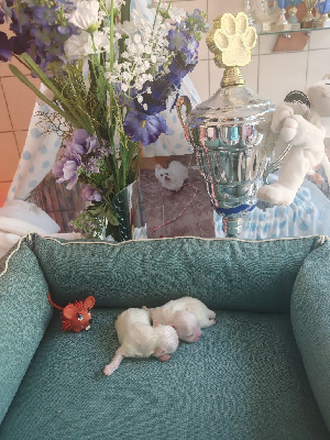 CHIOT 3