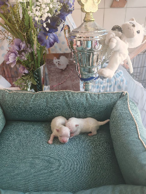 CHIOT 2