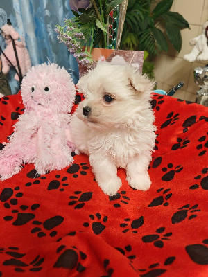 Ariane du domaine de l'aristochien 