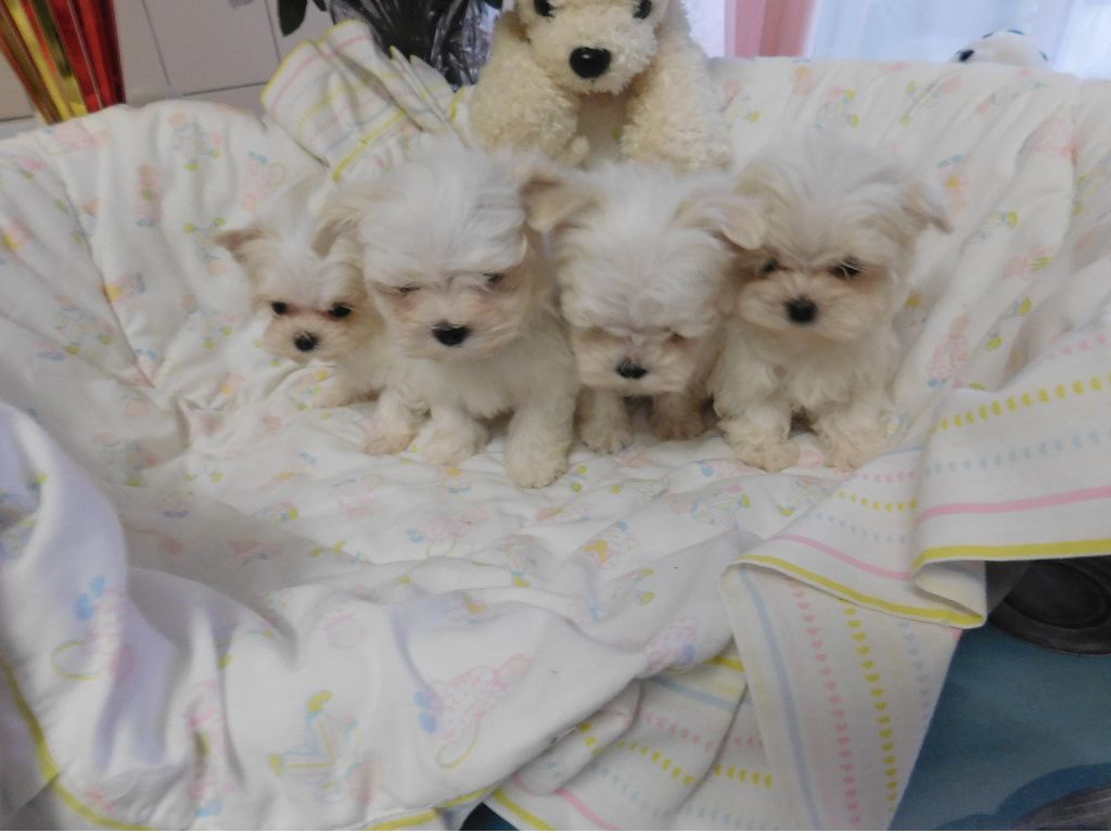 Chiot Bichon maltais du domaine de l'Aristochien