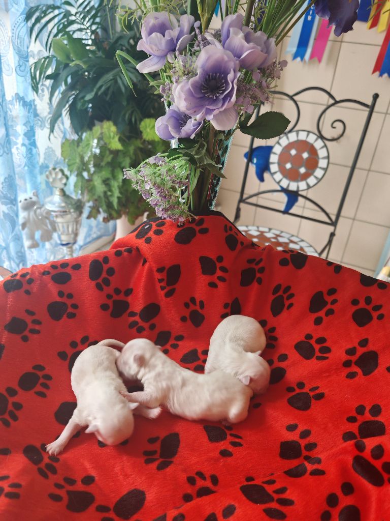 du domaine de l'Aristochien - Chiots disponibles - Bichon maltais