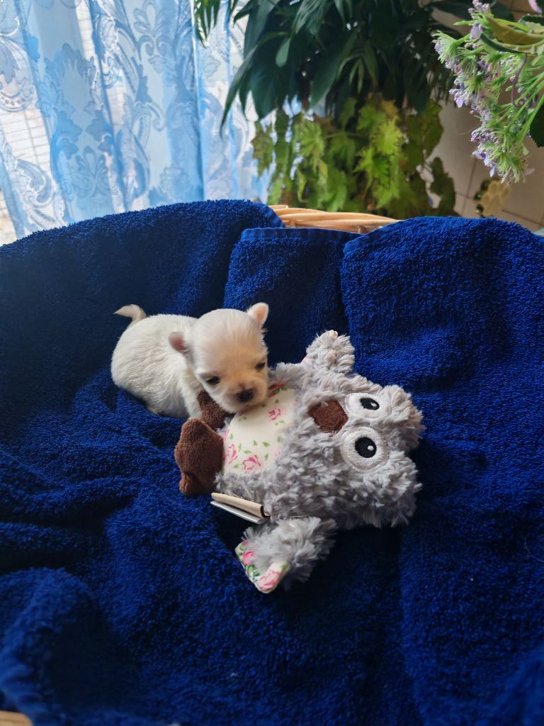 du domaine de l'Aristochien - Chiots disponibles - Bichon maltais